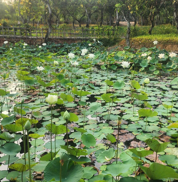 Le parfum du lotus s’élève