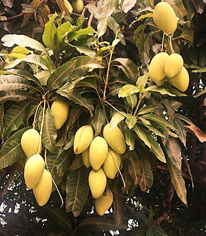 When sweetness ripens